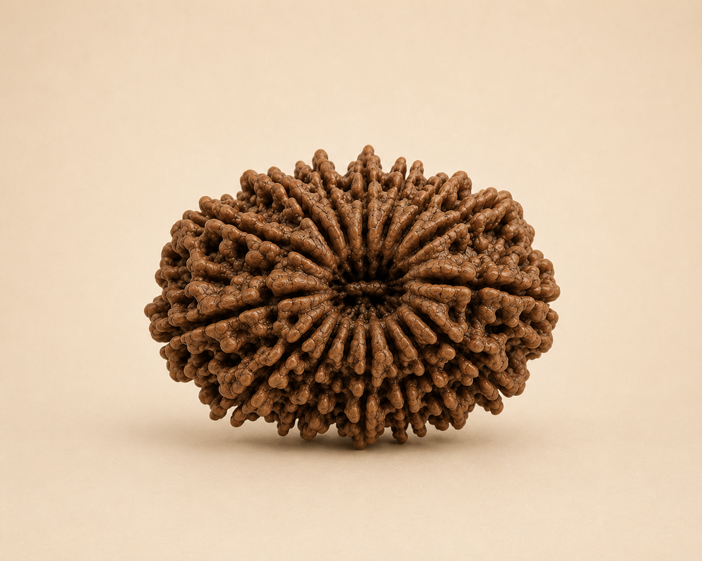 16 Mukhi Rudraksha (Nepal Origin)